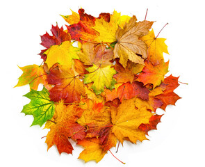 Poster - Top view - a lot of beautiful natural colorful autumn maple leaves stacked in a circle, isolated on a white background.