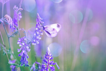 Fotomurales - Beautiful magical image in violet tones of flowering wild plants and a fragile butterfly crouched to rest on a flower in nature.