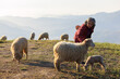senior woman with her sheeps in field on mountain farmland, She feeding and playing with lovely sheeps at morning of the day