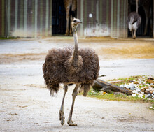 Ostrich Strutting Forward With Wings Out In A Zoo Setting.
