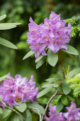 Sticker - Rhododendron and detail of purple flowers.