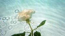 White Rose Underwater Floating On A Blue Water Background