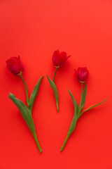 Canvas Print - top view of three tulips with green leaves on red background.