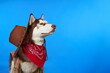 Cute Siberian Husky dog in cowboy hat, isolated on blue background. The dog is smiling with his eyes closed waiting for a treat. Happy dog.