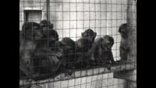 Monkey Troop 1933 - A Troop Of Monkeys Huddles Together And Plays In A Cage In 1933.