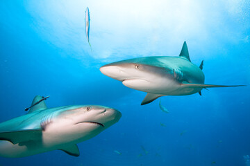 Wall Mural - Two Caribean Reef Sharks under boat.