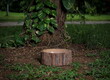 photo session set up for babies a wooden tub prop under a fresh green tree