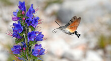 Taubenschwänzchen (Macroglossum Stellatarum)  An Natternkopf (Echium Vulgare) // Hummingbird Hawk-moth On Viper's Bugloss 
