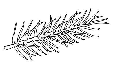 Wall Mural - Fir branch - design element in pencil drawing style