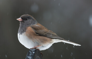 Wall Mural - A Junco perched on a feeder rail during a snow storm in a garden in Salem, Oregon.  The bird is 