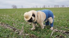 Funny Pug Dog Sitting In Green Wheat Field Dressed Straw Hat And Denim Overalls Like Farmer