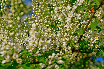 Common bird cherry, or carpal bird cherry, or bird cherry bird cherry, is a species of low trees from the genus Plum of the Pink family.