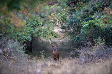 Poster - Cerfs