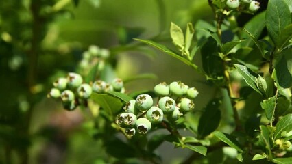 Sticker - northern highbush blueberry fruit, close-up