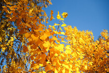 Bright Yellow Poplar And Birch Leaves Against The Sky. Autumn Background.