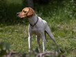 Full body outdoor portrait of a white pointer dog with a brown head looking sideways.