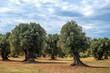 stary, bardzo zadbany gaj oliwny z wieloletnimi ogromnymi drzewami