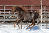 Fototapeta Konie - Beautiful arabian chestnut horse running on winter background, portrait in motion