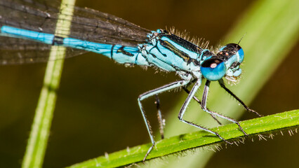 Wall Mural - dragonfly 118