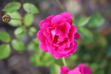 Fototapeta  - Kwiat róża płatki lato rośliny różowy