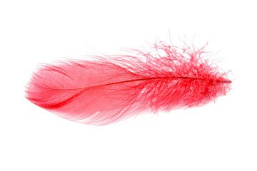 Wall Mural - Elegant fluffy feather colorful isolated on the white background