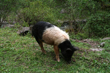 Hairy Pig Farm Animal. Mammal. Long-haired Pig. Bicolor Coat Pig. Non-domesticated Pig. Wild Pig