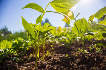 Pea crops planted in soil get ripe under sun. Cultivated land close up with sprout. Agriculture plant growing in bed row. Green natural food crop