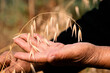 © batuhan toker - Close up of hands examining oat growth. Agriculture and food industry