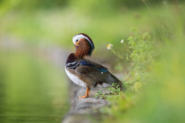 Sticker - Canard Mandarin