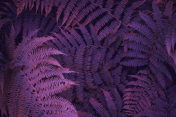  Natural purple background. Fern leaves. Dark artistic image.  Fantasy abstract leaves background. 