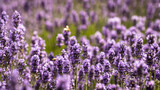 Fototapeta  - lavender field in region