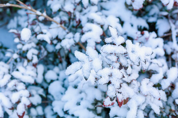 Wall Mural - Snow covers branches with leaves. Seasonal background with copy space