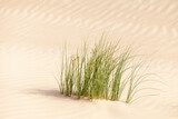 Fototapeta  - Desert shrub in the sand in Al Wathba in Abu Dhabi in UAE. Beautiful closeup landscape scene.