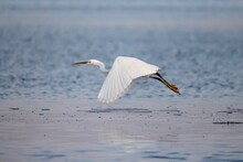 Selective Focus Of A Great Egret Flying Over Persian Gulf In Saudi Arabia