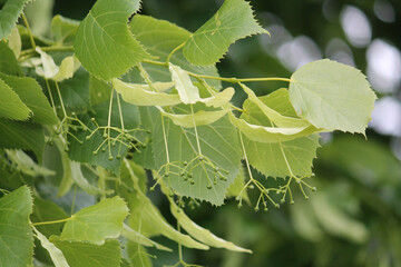 Wall Mural - Linden branch with green leaves and buds before flowering