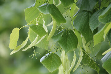 Wall Mural - Linden branch with green leaves and buds before flowering