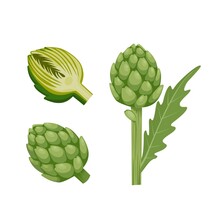 Vector Illustration Of Globe Artichoke Or Green Thistle Flower Bud Of Cynara Cardunculus. Isolated On White Background. Healthy Green Vegetables.