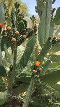 Prickly Pear Cactus In Garden 