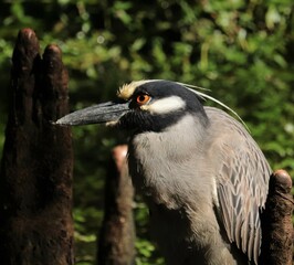 Sticker - Yellow Crowned Night Heron In Precious Wetlands Habitat