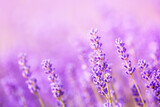Fragrant lavender flowers blooming in a field, close-up. Purple background, soft focus.