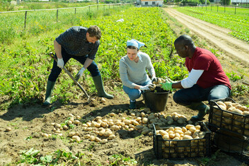 Wall Mural - Woman helps men harvests potatoes on farm field