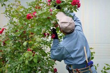 Wall Mural - 薔薇の剪定作業をする職人