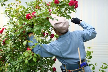 Wall Mural - 薔薇の剪定作業をする職人