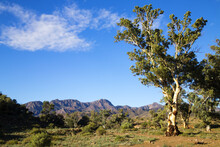 Single Gum Tree With Ranges In Background