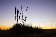 Grass Tree Silhouette Against Evening Sky