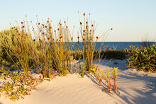 Beach Grasses And Plants On Sand Dune Horizontal