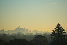 Sydney Skyline With Norfolk Island Pine At Sunrise