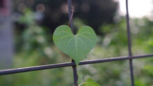 Heart Shaped Leaf Of Ipomoea Alba, Sometimes Called The Tropical White Morning-glory Or Moonflower Or Moon Vine, Is A Species Of Night-blooming Morning Glory, Native To Tropical And Subtropical Region