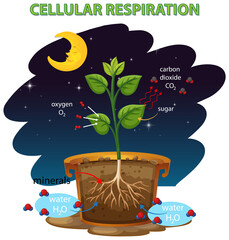 Wall Mural - Diagram showing cellular respiration
