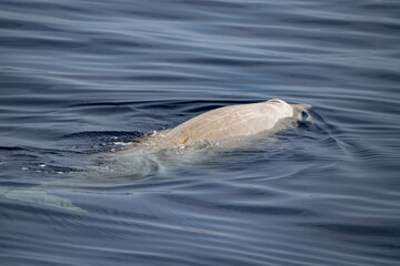 Wall Mural - Cuvier Beaked Whale underwater near sea surface